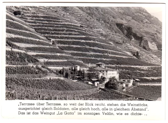 CAMPASCIO GR Weingut "La Gatta" Veltlin / Wein Vertreter-Avis * Foto-AK um 1950