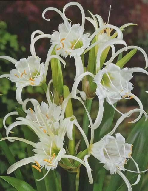 3 Hymenocallis festalis Ismene duftend Lilium (3 Zwiebeln) Blumenzwiebeln Lilie