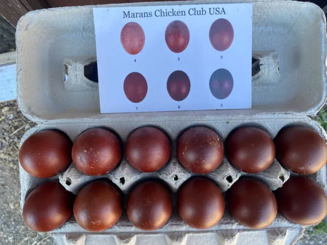 12+2 Black Copper and Blue Copper Marans Hatching Eggs | IN NPIP CERTIFIED