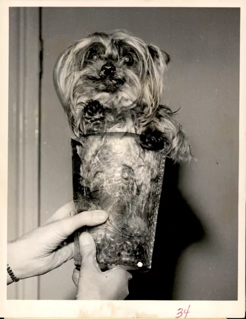 LD266 1964 Orig UPI Photo SMOOTH POOCH 14YR OLD YORKSHIRE TERRIER DUKE OF LONDON