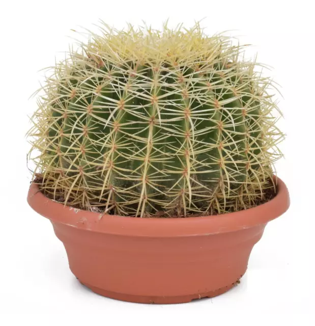 Echinocactus Grusonii superss - Schwiegermutterstuhl - Kaktus Kakteen