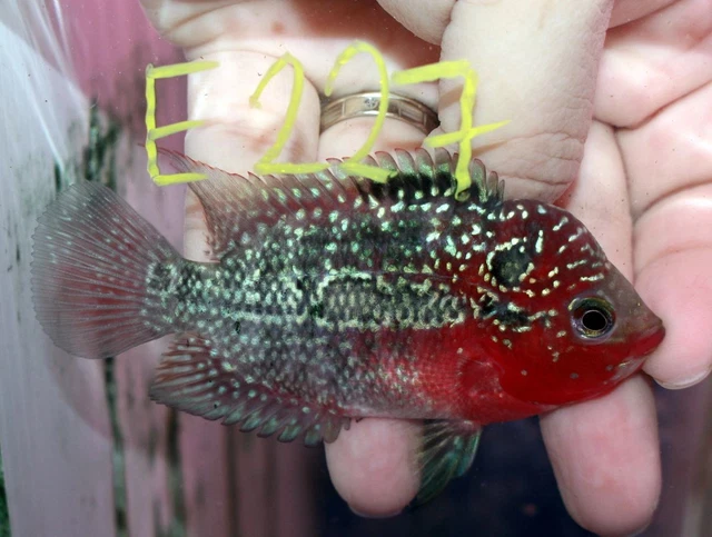 3" Super Red Dragon Female E227