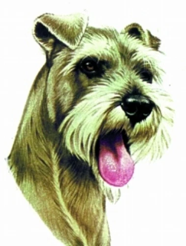 Embroidered Ladies Jacket - Schnauzer BT2359 Size S - XXL