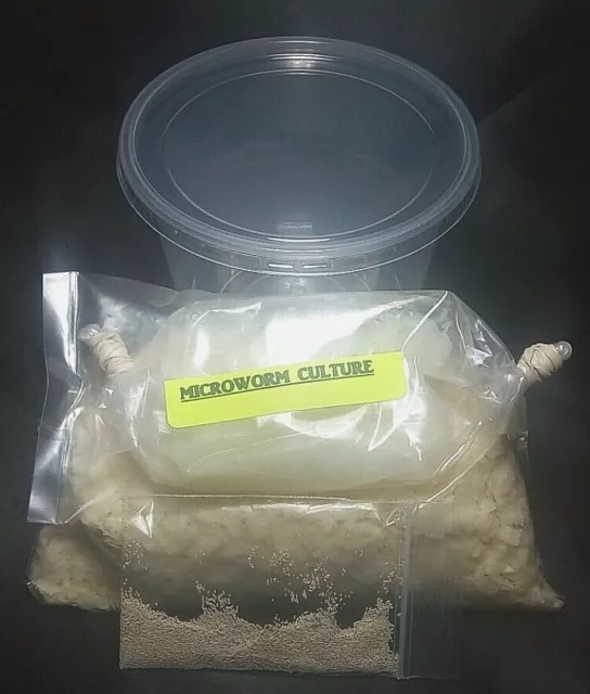 4 OZ MICROWORM CULTURE KIT Panagrellus redivivus Fry Food Guppy Betta Barb B2G1