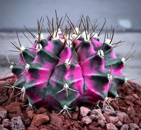 80001294 Astrophytum cactus cactus rosa 5 semillas semillas semillas