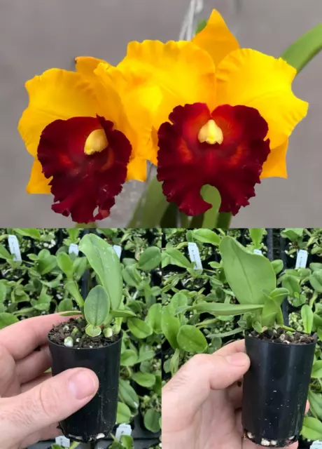 RON Cattleya Orchid Rlc. Pattra Delight MERICLONE 50mm Pot Size