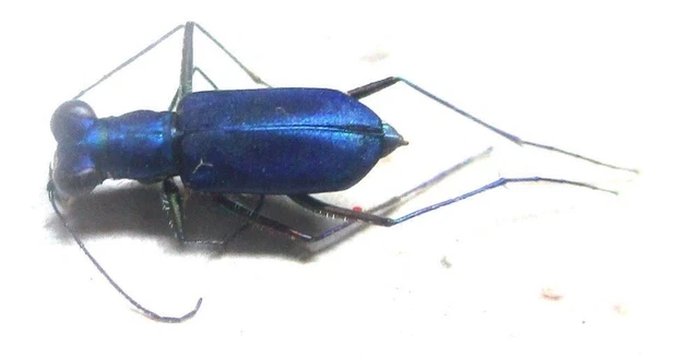 L005 SA : Cicindelidae: Cylindera eoa male 7mm**********************************