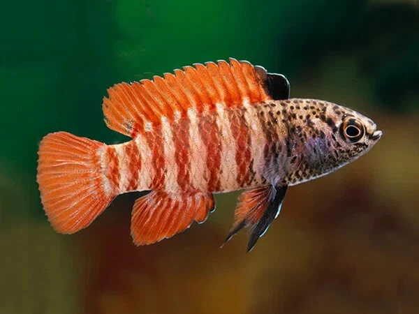 Group of 3+1 Live Black Tiger Dario Premium Freshwater Tropical Fish Grade A+++