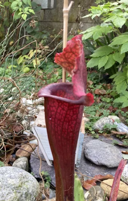 Graines De Sarracenia Juthatip Soper X Excellens