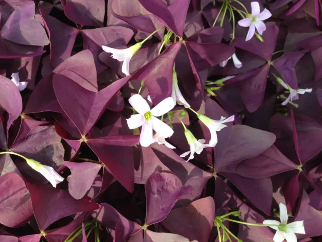 Cebollas de la suerte Oxalis Iron Cross hojas rojas con flores púrpuras 10 cebollas