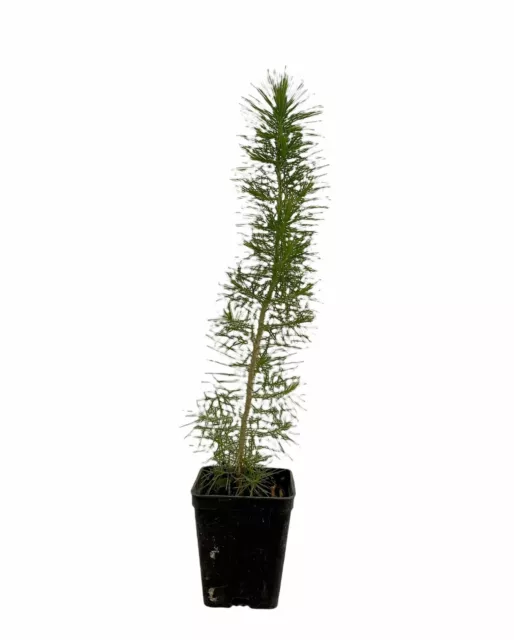 Pianta di Pino domestico (Pinus Pinea) Vaso 7cm