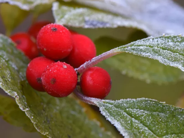 30 Ilex Witched Seeds ** Winterberry, Winterberry Holly