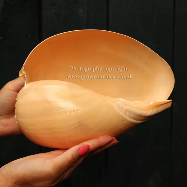 Large Melon Shell Large Polished 20 cm to 22.5 cm  Beach SeaShell