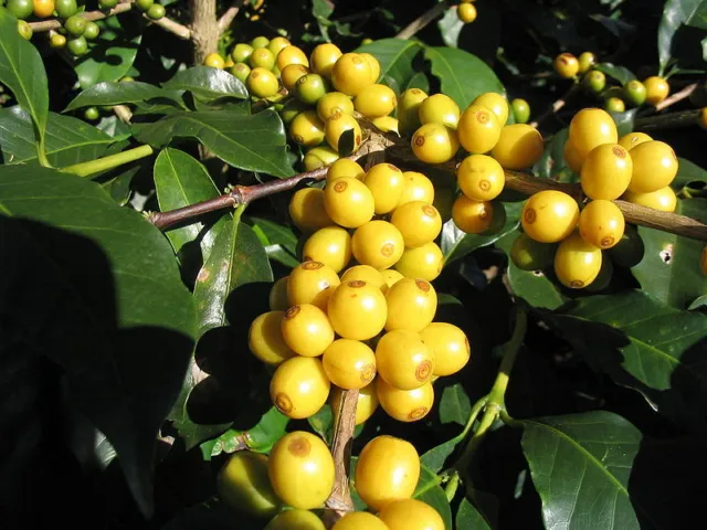 15 graines d'arbustes d'arbres CAFÉ ARABICA - cultivez votre propre café ! * Flat S/H