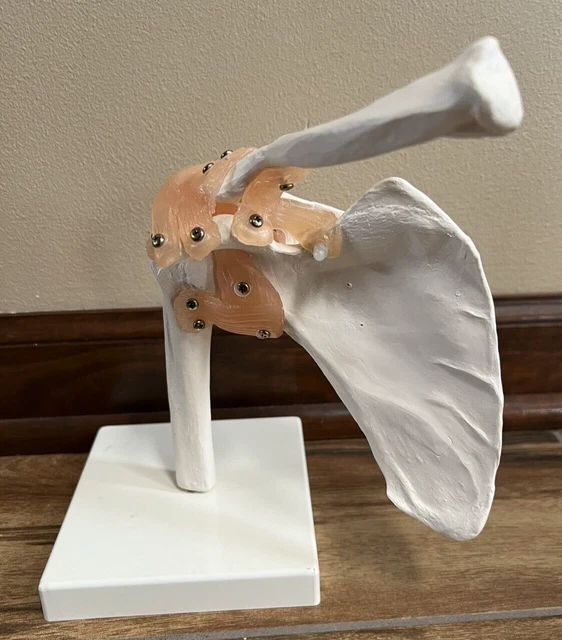 LIFE SIZE SHOULDER Joint Anatomical Model Skeleton Human Medical