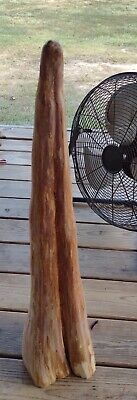 Artesanía de rodilla de ciprés de 31""x8"", talla en madera, taxidermia, escultura, tope de puerta