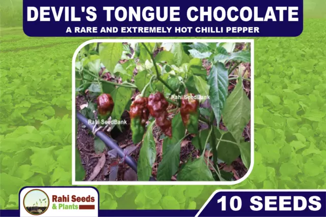 Devil's Tongue Chocolate - A Rare and Extremely Hot Chilli Pepper - 10 Seeds