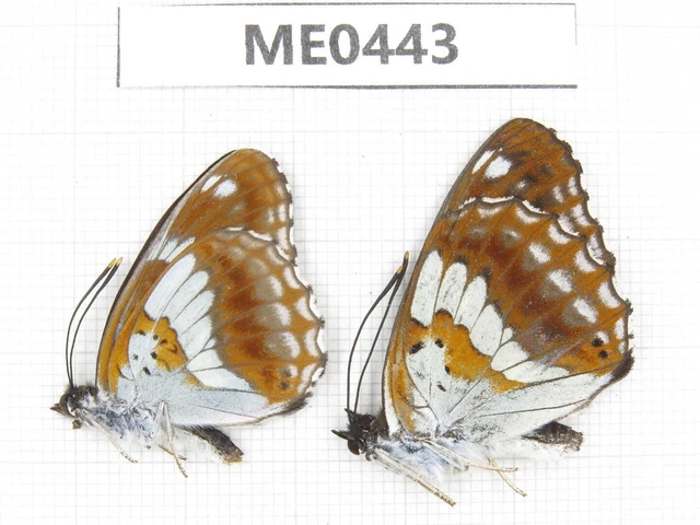Limenitis doerriesi. S part of Shaanxi, Xi'an, Mt.Cuihuashan. 2M. ME0443.