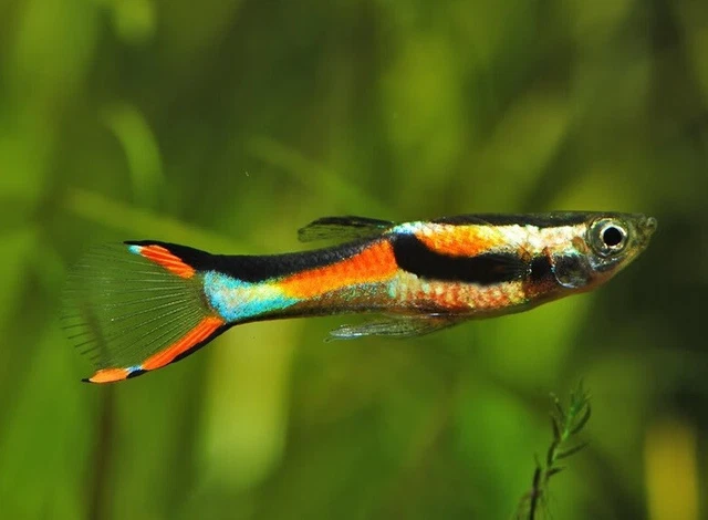 Black Bar Endlers Livebearers, 1 Trio (2 Females + 1 Male) , Texas Bred.