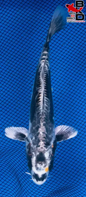 7" KIKOKURYU Live Koi Fish Garden Pond Fin BKD T8