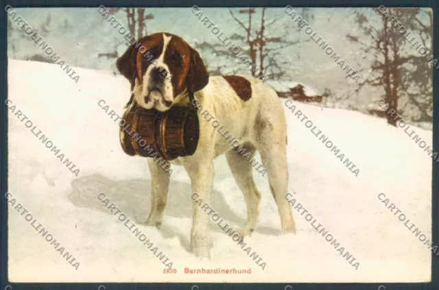 Aosta Gran San Bernardo Cane Dog cartolina ZQ4662
