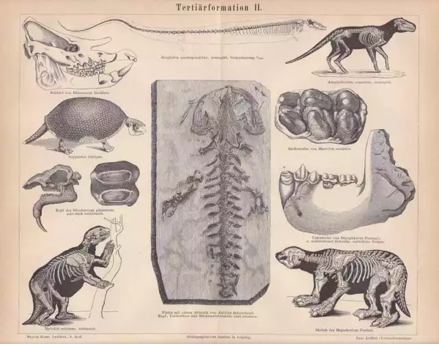 Tertiär Fossilien Fische Schildkröte HOLZSTICHE um 1878 Petrefakten