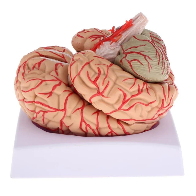 NEW DISASSEMBLED ANATOMICAL Human Brain Model Anatomy Research ...