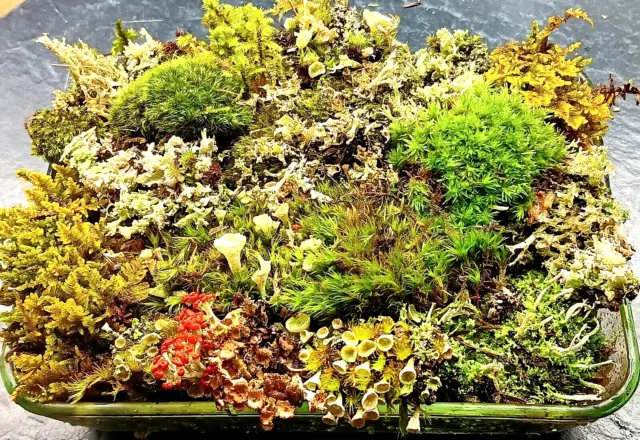 J Live lichens moss pixie British terrarium fairy garden 5x7