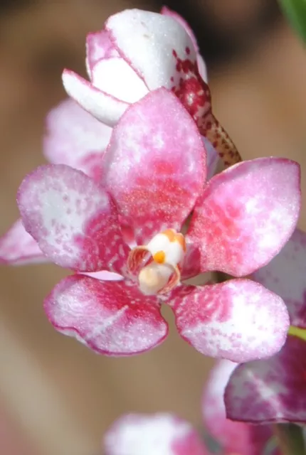 Sarcochilus Pinkhart Orchid