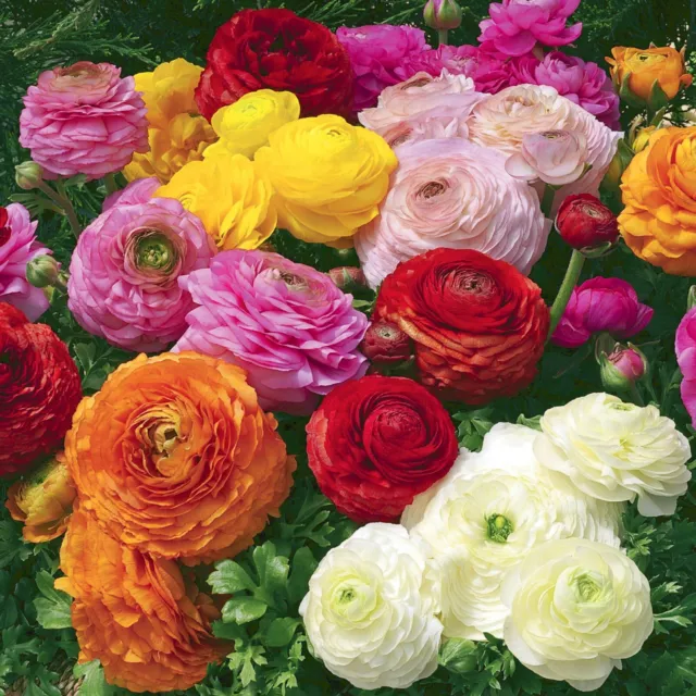 Très Vert® Renoncules des Fleuristes 60-150 Bulbes XL - Ranunculus asiaticus Mix