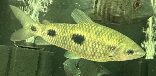 XL Leporinus Granti 6”-Live Freshwater Tropical Aquarium Fish