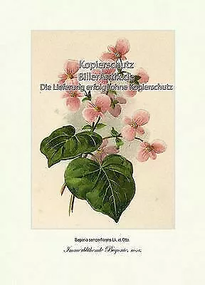 Immerblühende Begonie rosa Schiefblattgewächse Zierpflanzen Vilmorin A3 106