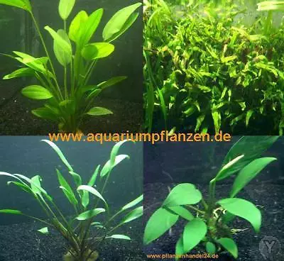 40 Plantes d'aquarium 5 Pots + 5 Bouquets, aquatiques, fr