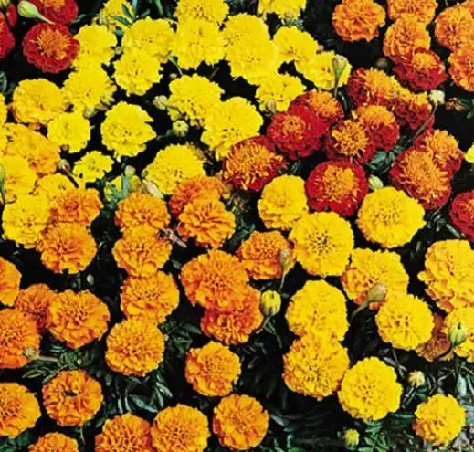Marigold 'Petite Mix' 100 seeds flower garden colourful flowers open polinated