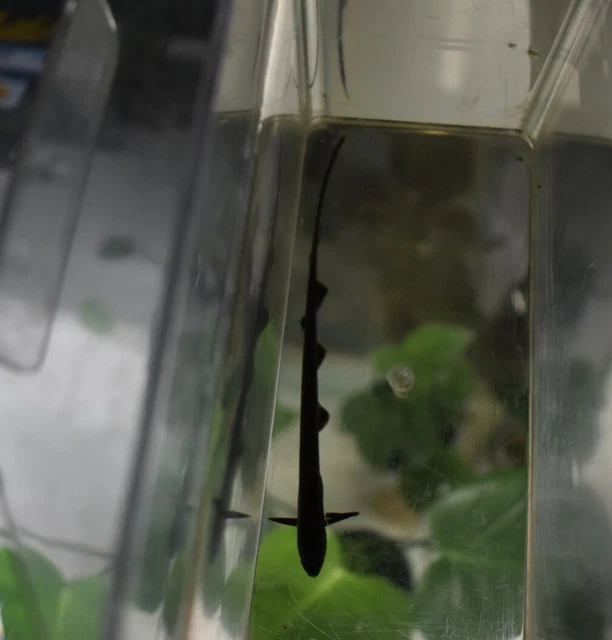 Live Black Ghost Knife Fish (3" Freshwater Aquarium Fish) *PLS READ DESCR* 9