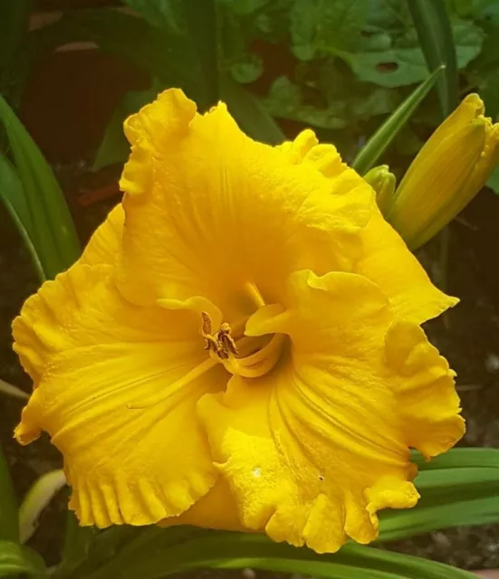 Wunderschöne gelbe Taglilie " Stella d'Oro "  Hemerocallis  Staude winterhart