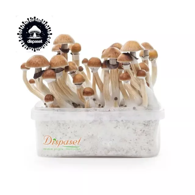 kit de cultivo micelio cubensis profesional  Golden teacher