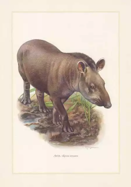 Anta Flachlandtapir Tapirus terrestris Farbdruck von 1959 Tapir Zoologie