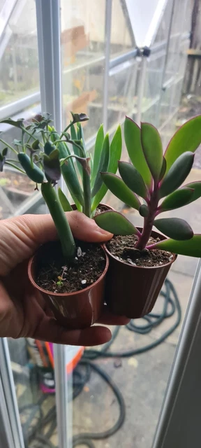 senecio crassissimus/Articulatus /Mount Everest