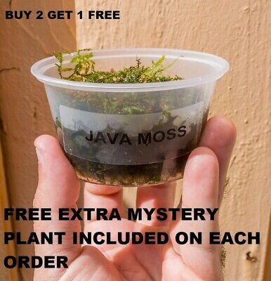 BUY 2 GET 1 FREE Java Moss Freshwater Live Aquarium Plants planted tank aquarium