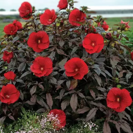 Midnight Marvel Hardy Hibiscus in a 3.5 Inch Pot ,Tennessee Grown.
