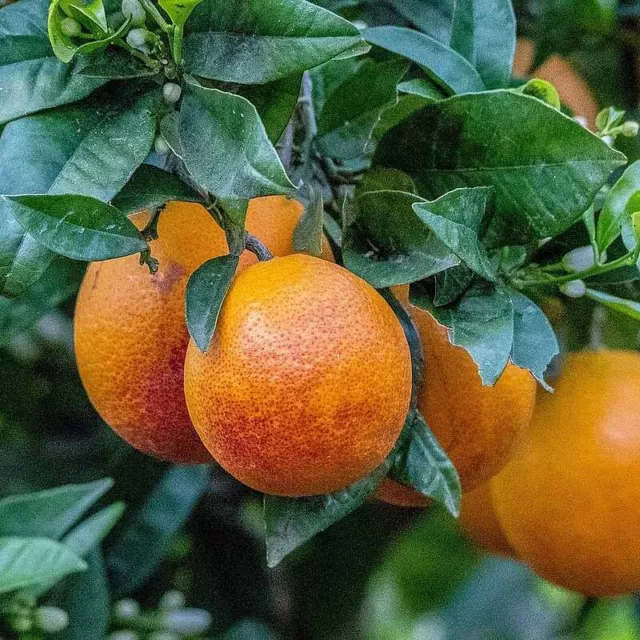Citrus sinensis 'Sanguinea' - Orange sanguine
