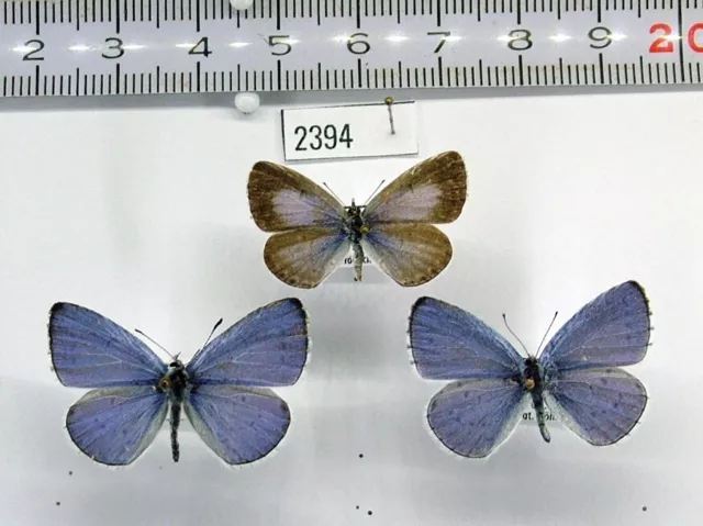 Lycaenidae Celastrina argiolus 2394 Pair + male