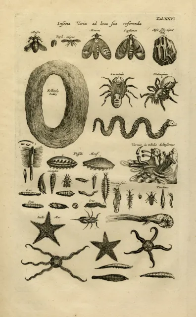 Antique Print-INSECT-ECHINODERM-TARANTULA-SPIDER-STARFISH-Jonston-Merian-1657
