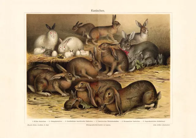 Kaninchen historischer Druck Chromolithographie ca. 1905 alte Bildtafel Zoologie