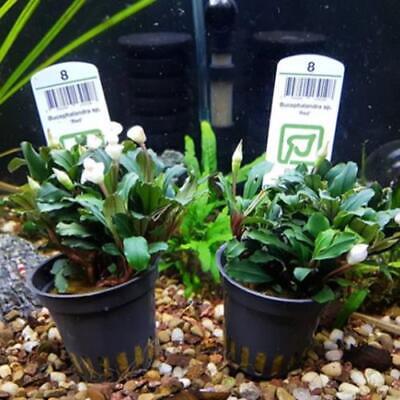 Bucephalandra Green Wavy Potted B2G1 Freshwater Live Aquarium Plant Decorations