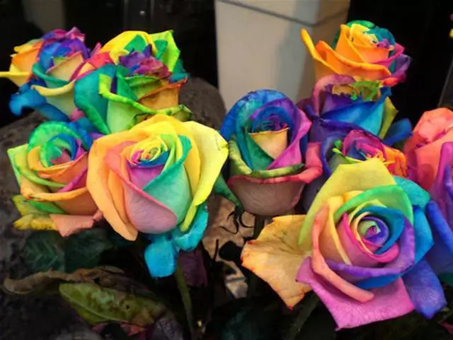 Semillas de Rosa Rosal ARCOIRIS RAINBOW ROSE SEEDS flor color colour iphone sony