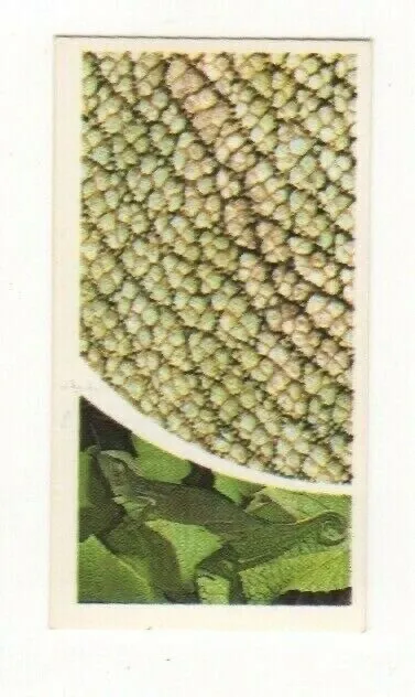 Brooke Bond Microscopic Images 1981 Chameleon