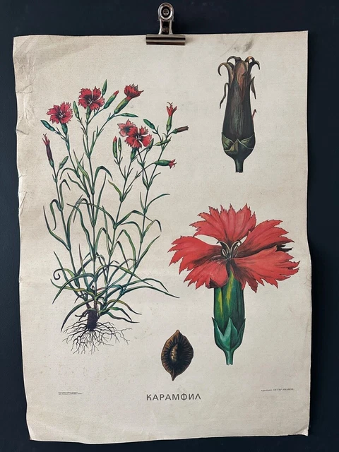 GAROFANO Poster botanico Poster educativo per l'apprendimento universitario...