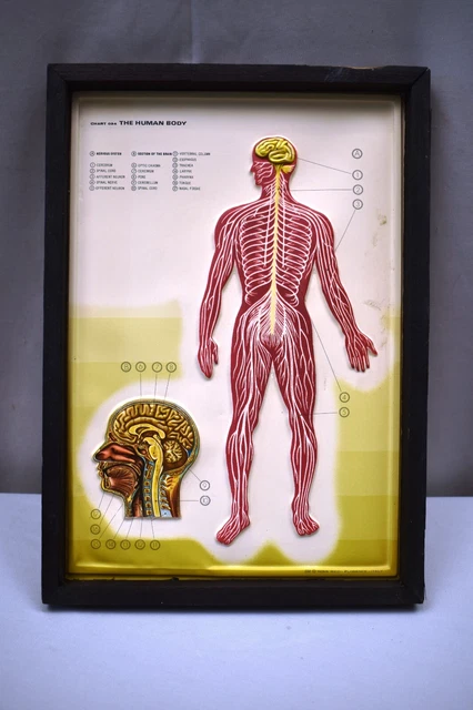 ANTIQUE HUMAN BODY Anatomy Chart Anatomical Raised Nova Rico Florence ...